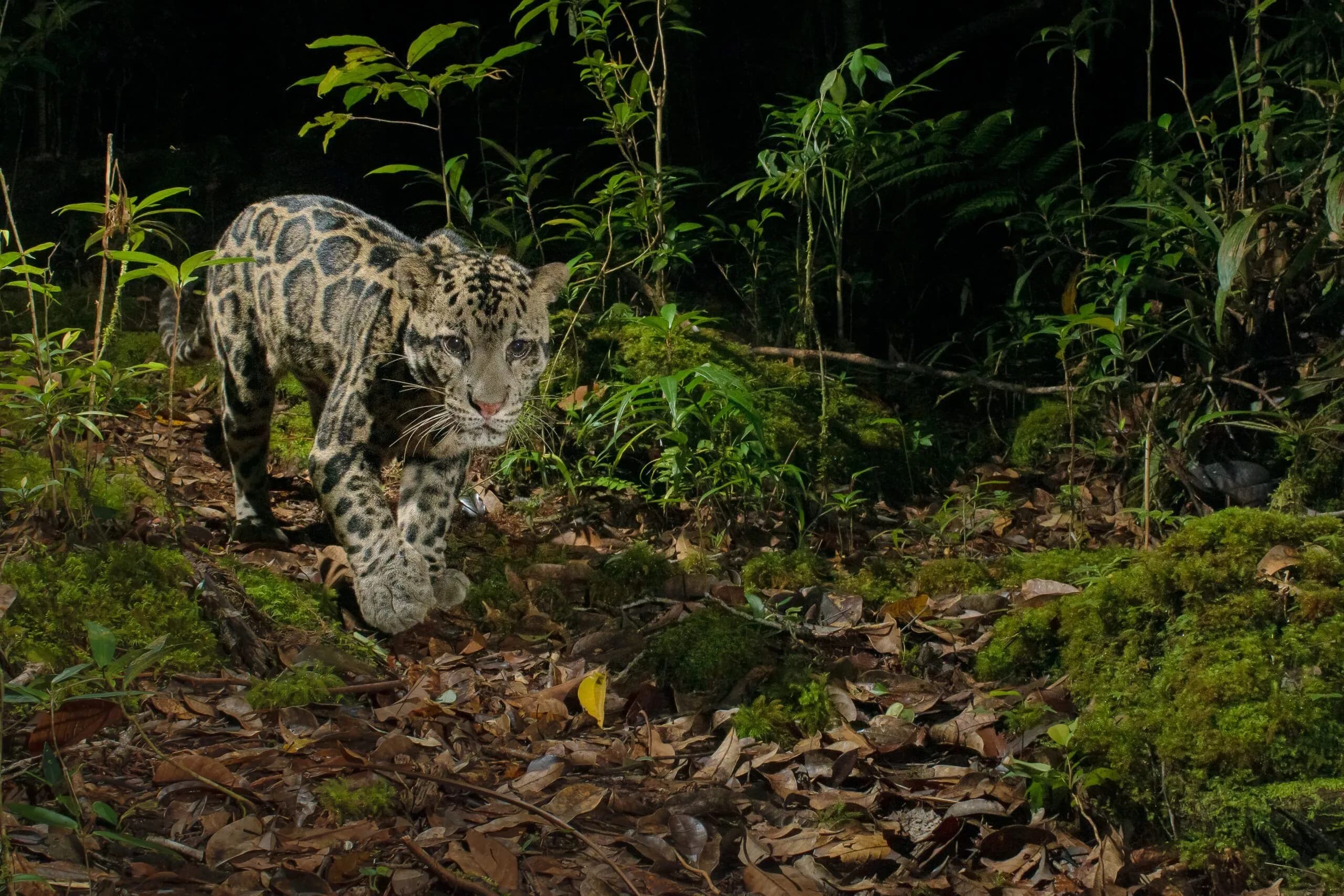 Kuamut Rainforest Conservation, Malaysia
