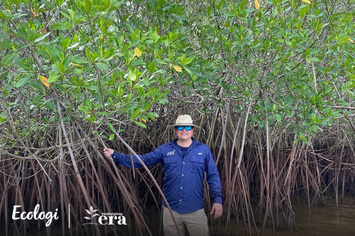 Mangrove restoration in Guatemala