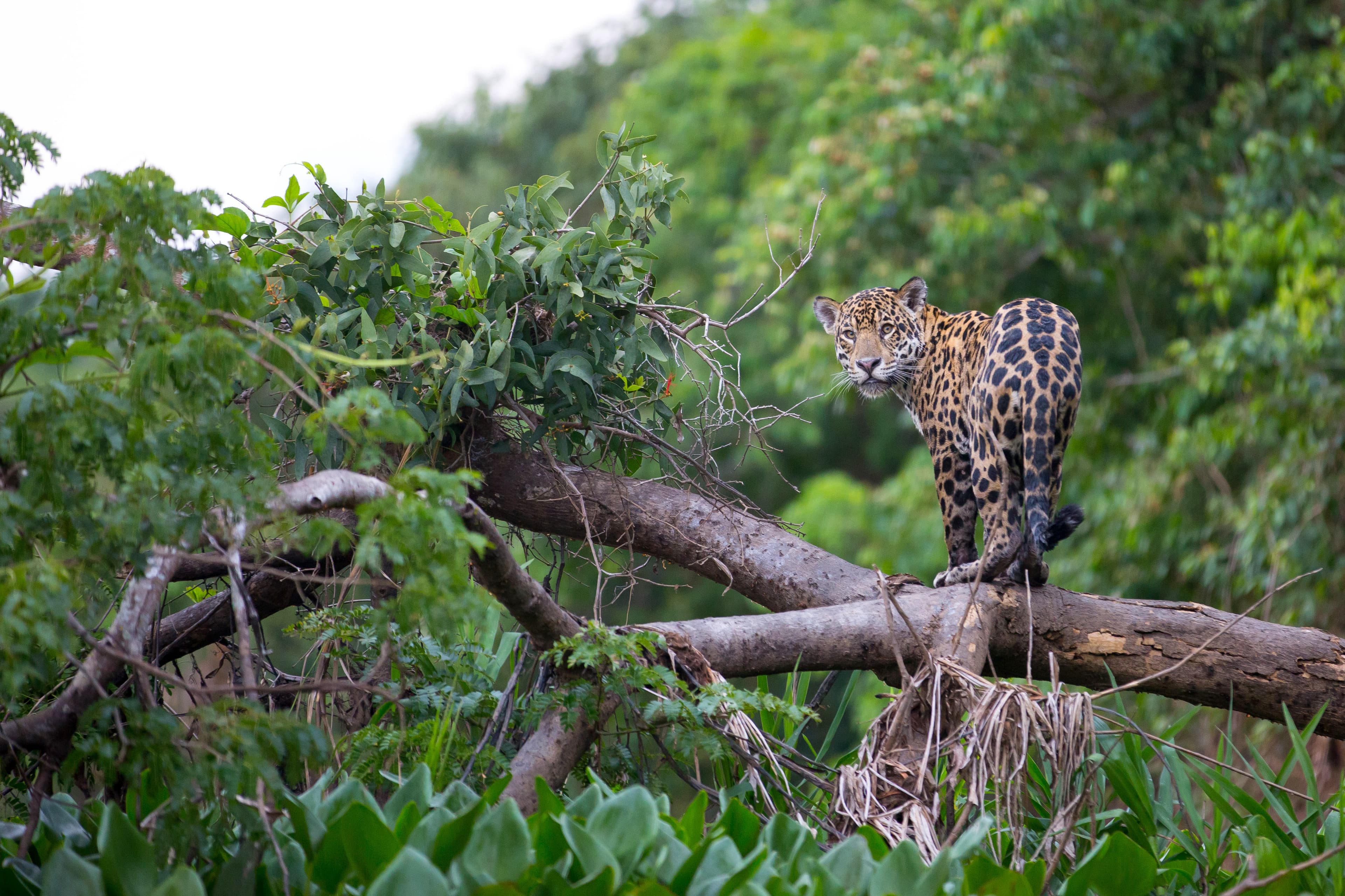 Protecting and conserving rainforests