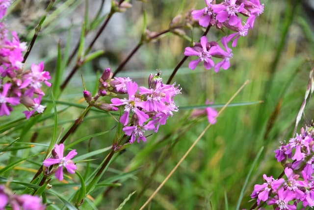 Enabling one of the UK's rarest plants to thrive at Dumyat!