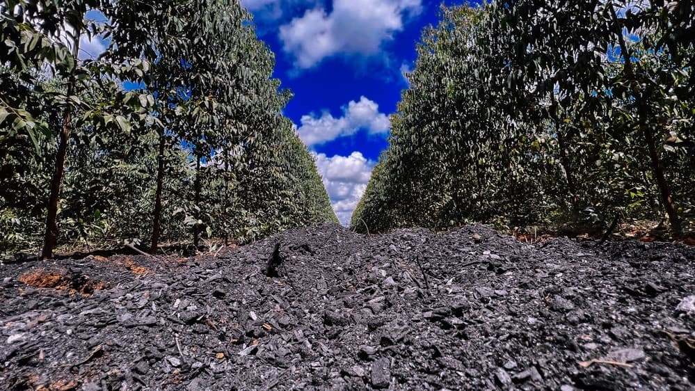 Producing biochar in Brazil