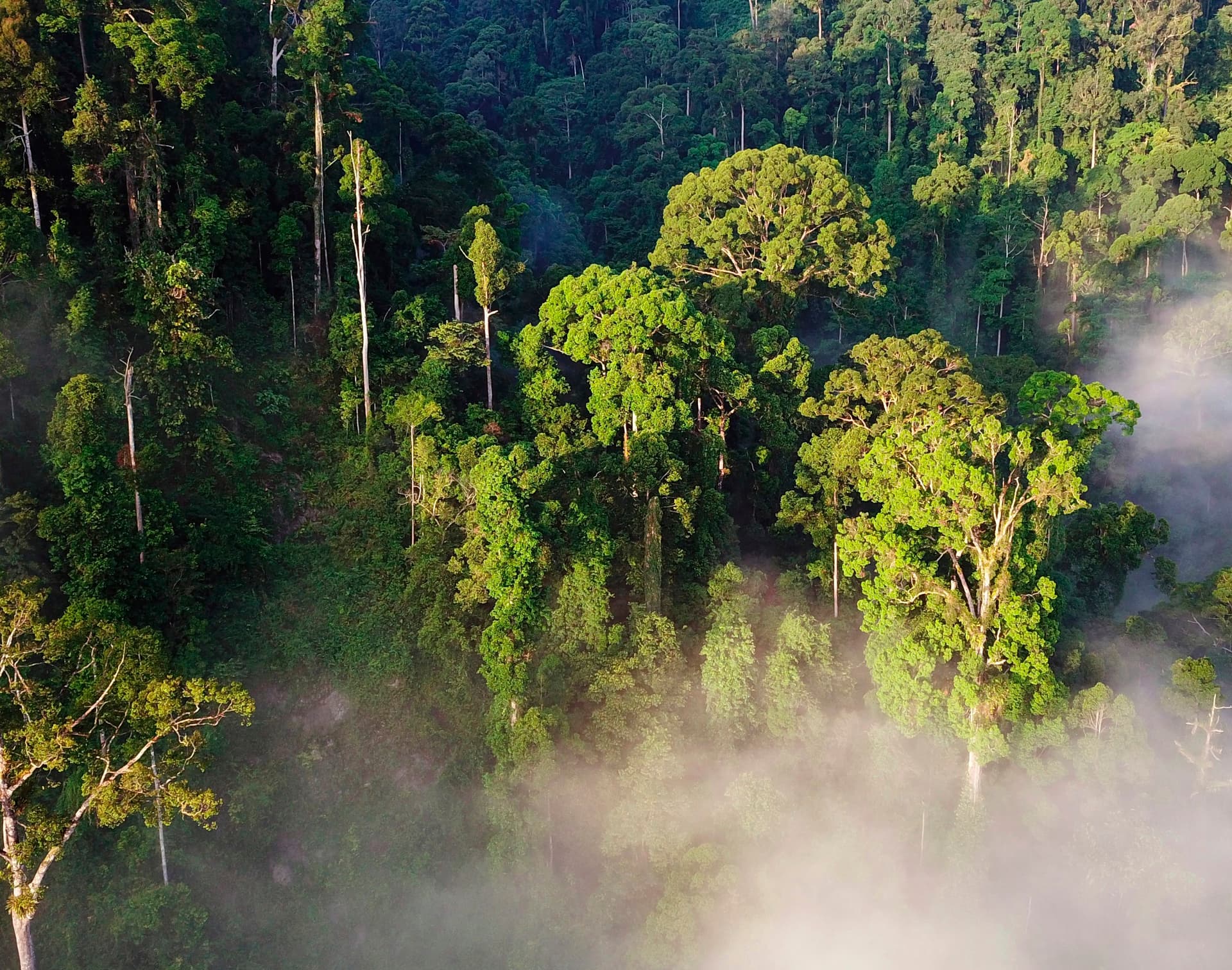 Locking up 15 billion tonnes of carbon