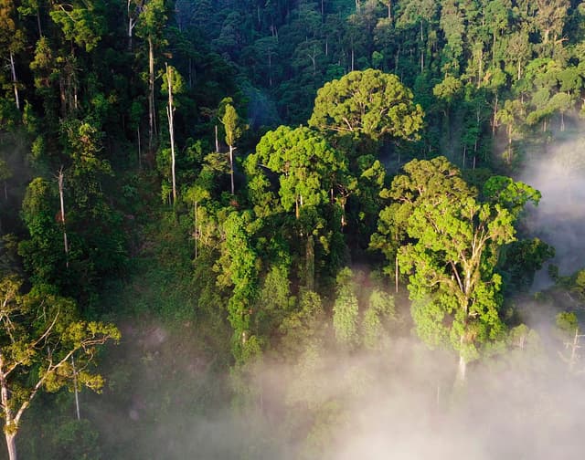 Locking up 15 billion tonnes of carbon