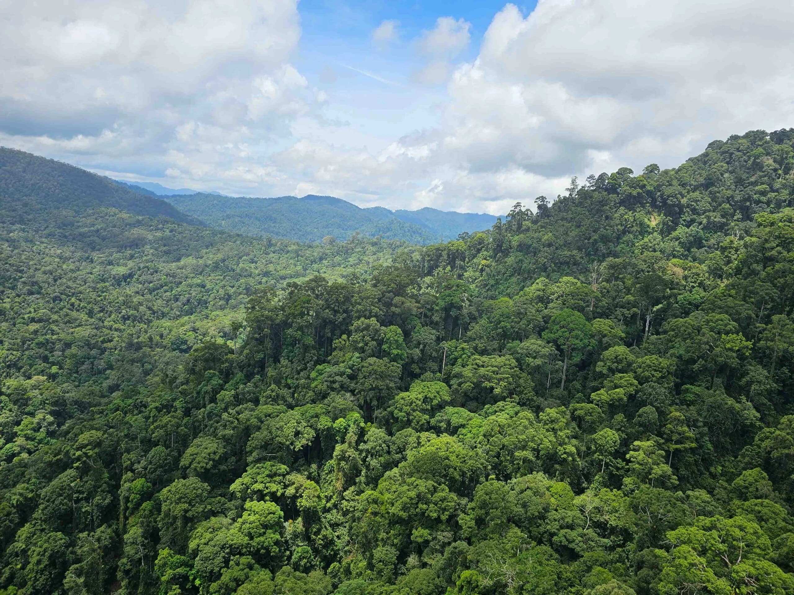 Kuamut Rainforest Conservation, Malaysia