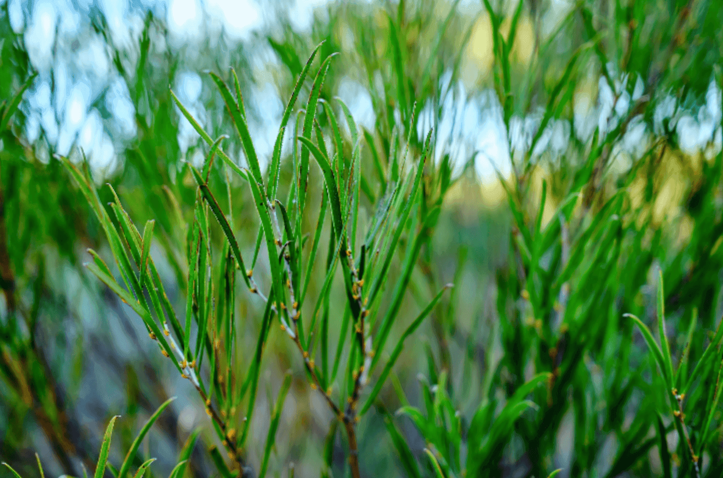 Carbon removal through reforestation in Australia