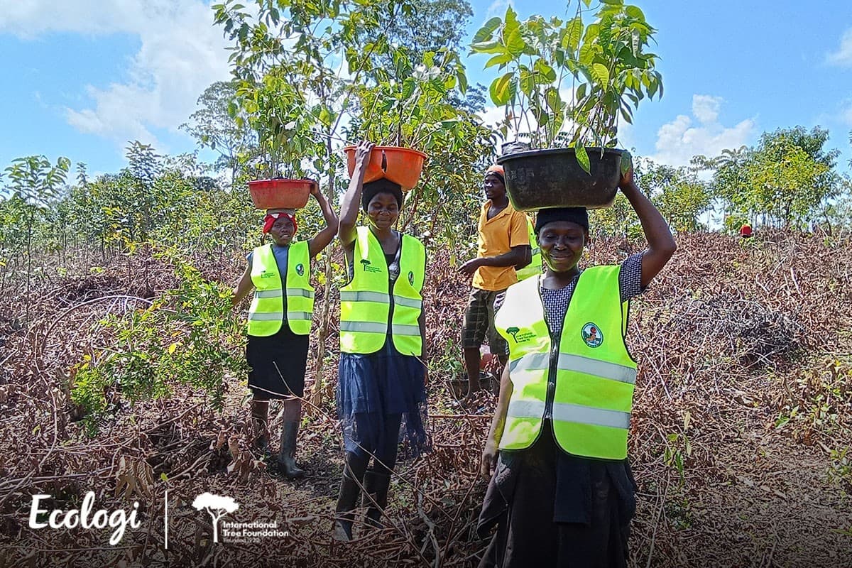Restoring Kakamega Forest - Phase 4