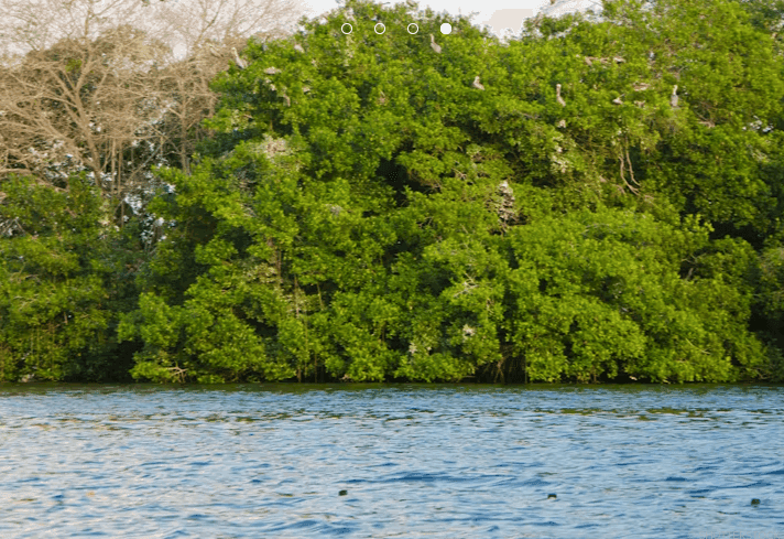 Blue Carbon in the Gulf of Morrosquillo