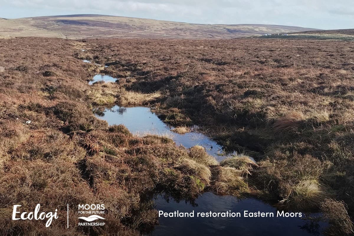 Restoring the Eastern Moors