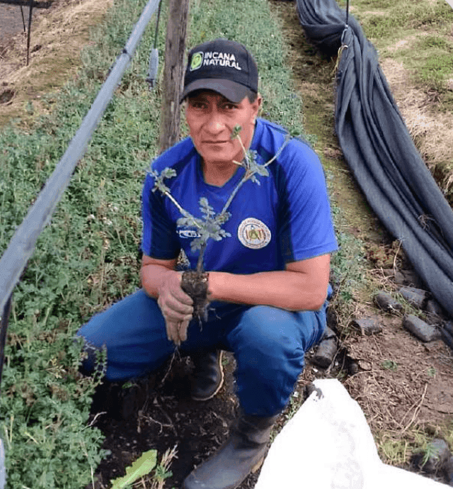 Reforesting over 150,000 native trees
