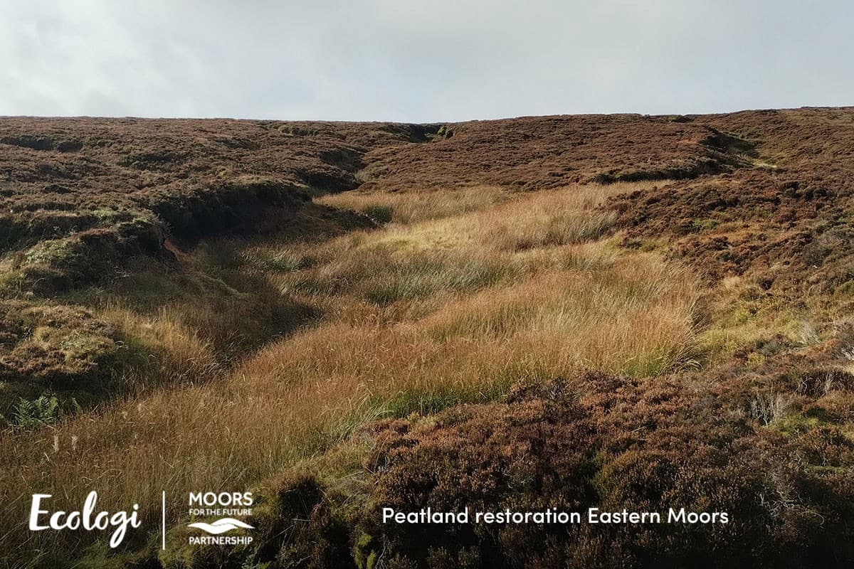 Restoring the Eastern Moors