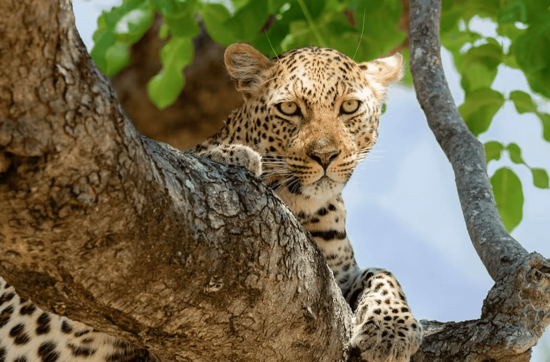 Lower Zambezi REDD+ Project