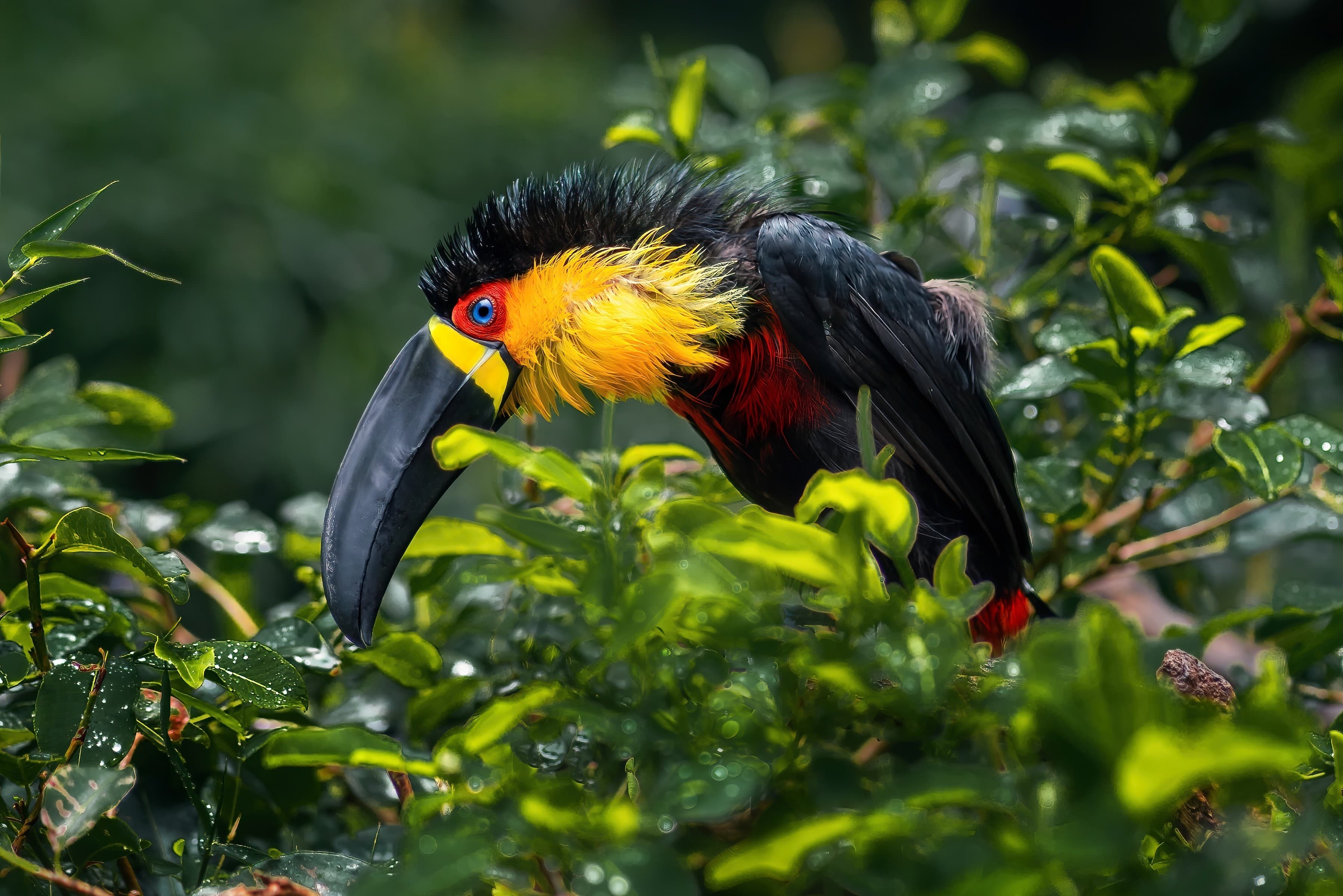 Protecting and conserving rainforests