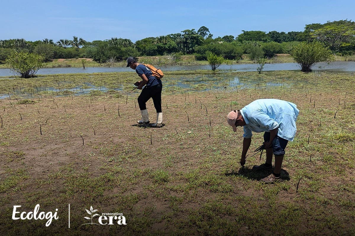 Mangrove restoration in Guatemala