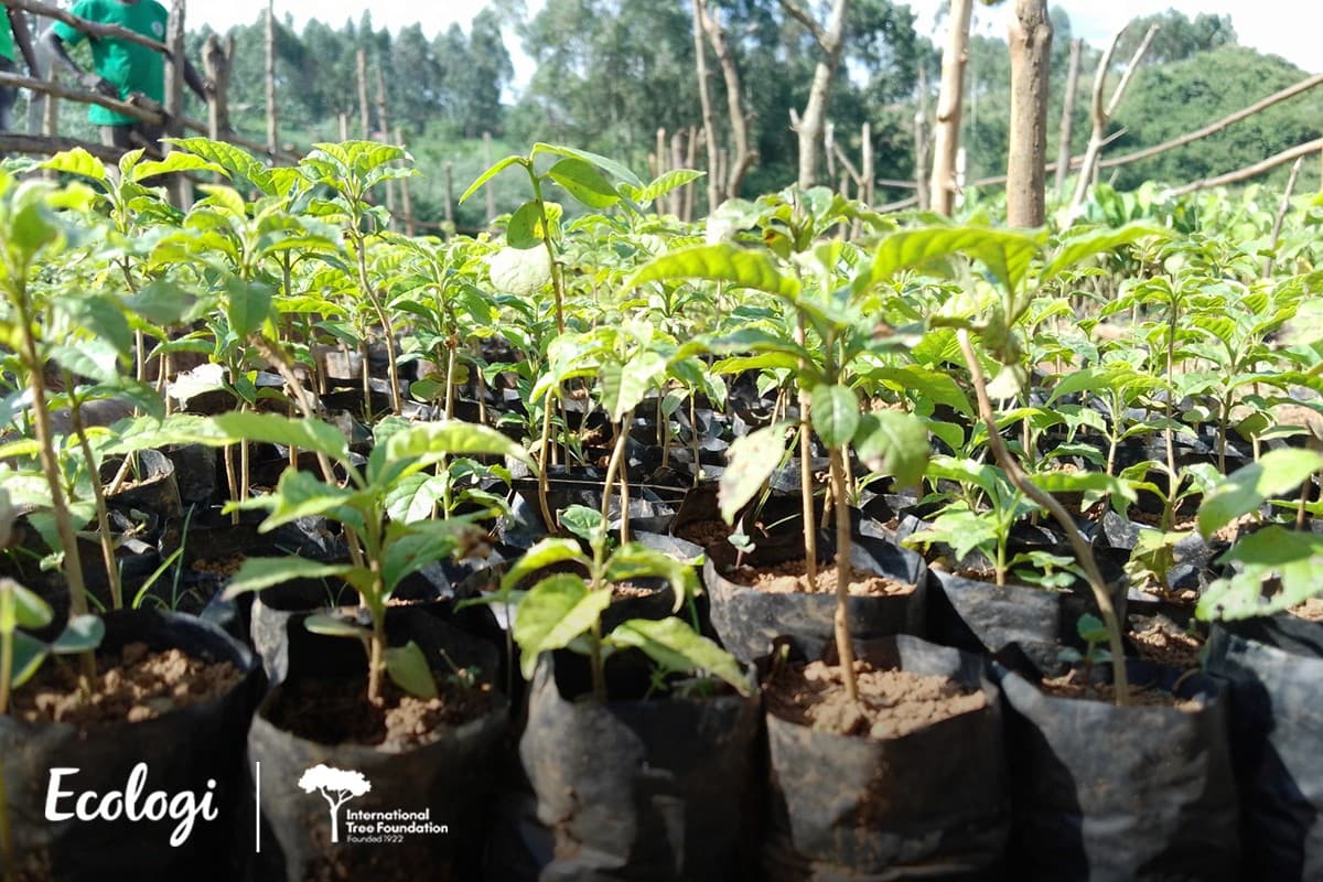 Protecting the Kakamega forest through local agroforestry