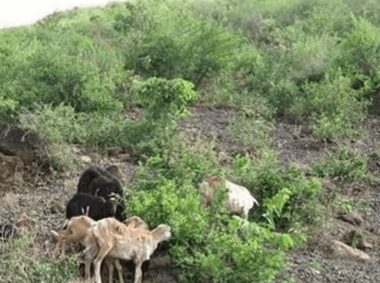 Restoring indigenous trees in the Ethiopian Montane woodlands