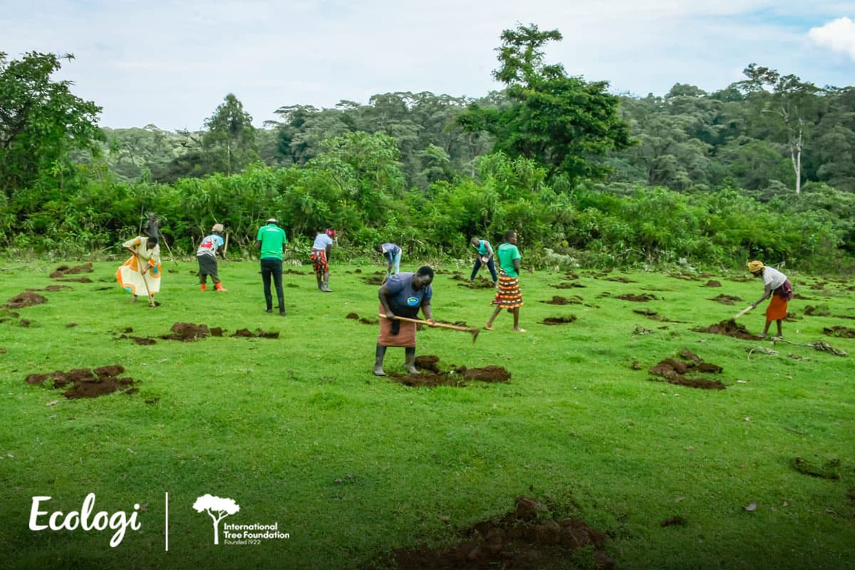 Restoring Kakamega Forest - Phase 4