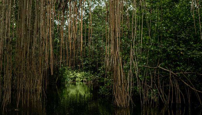 Blue Carbon in the Gulf of Morrosquillo