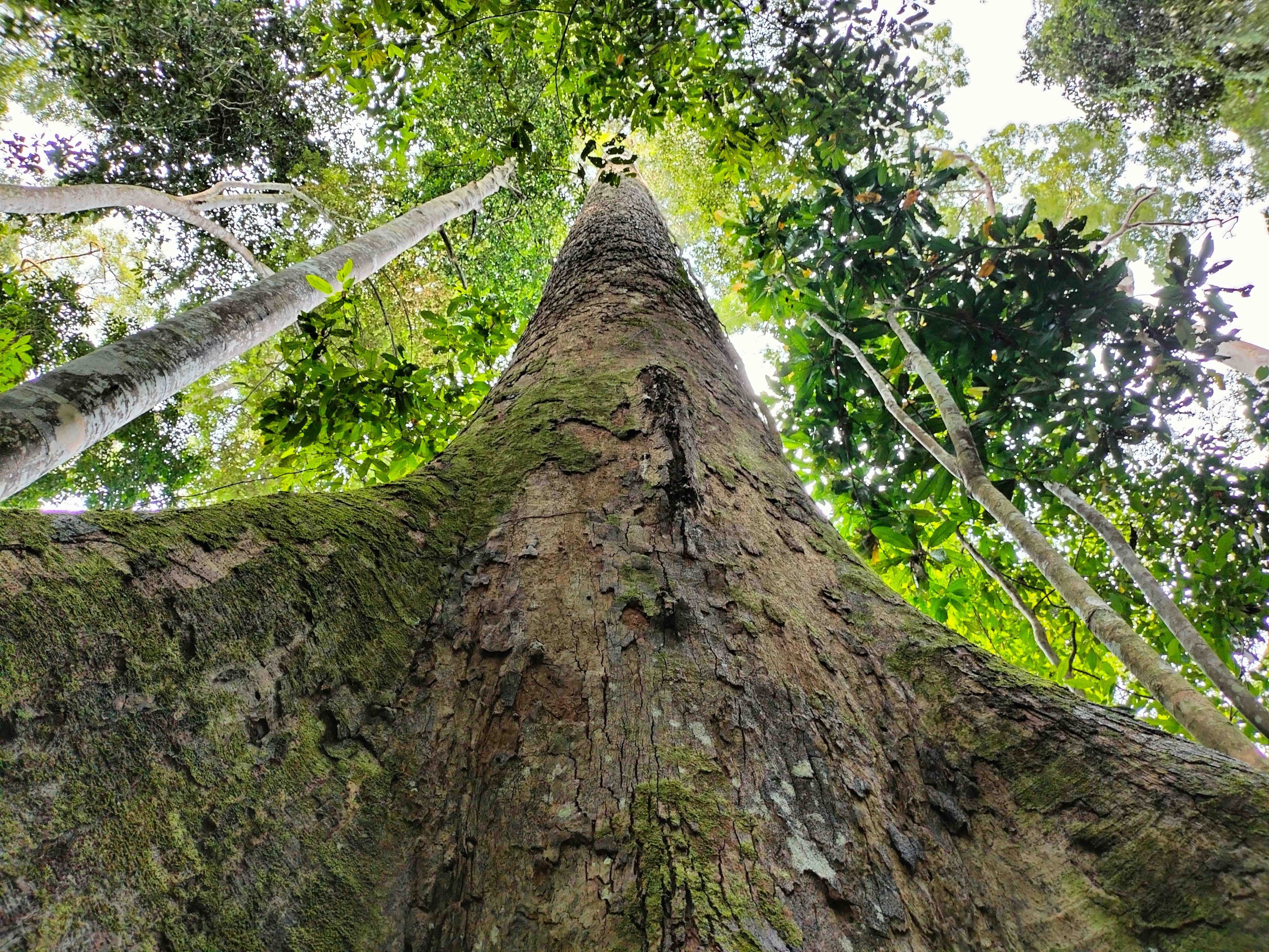 Kuamut Rainforest Conservation, Malaysia