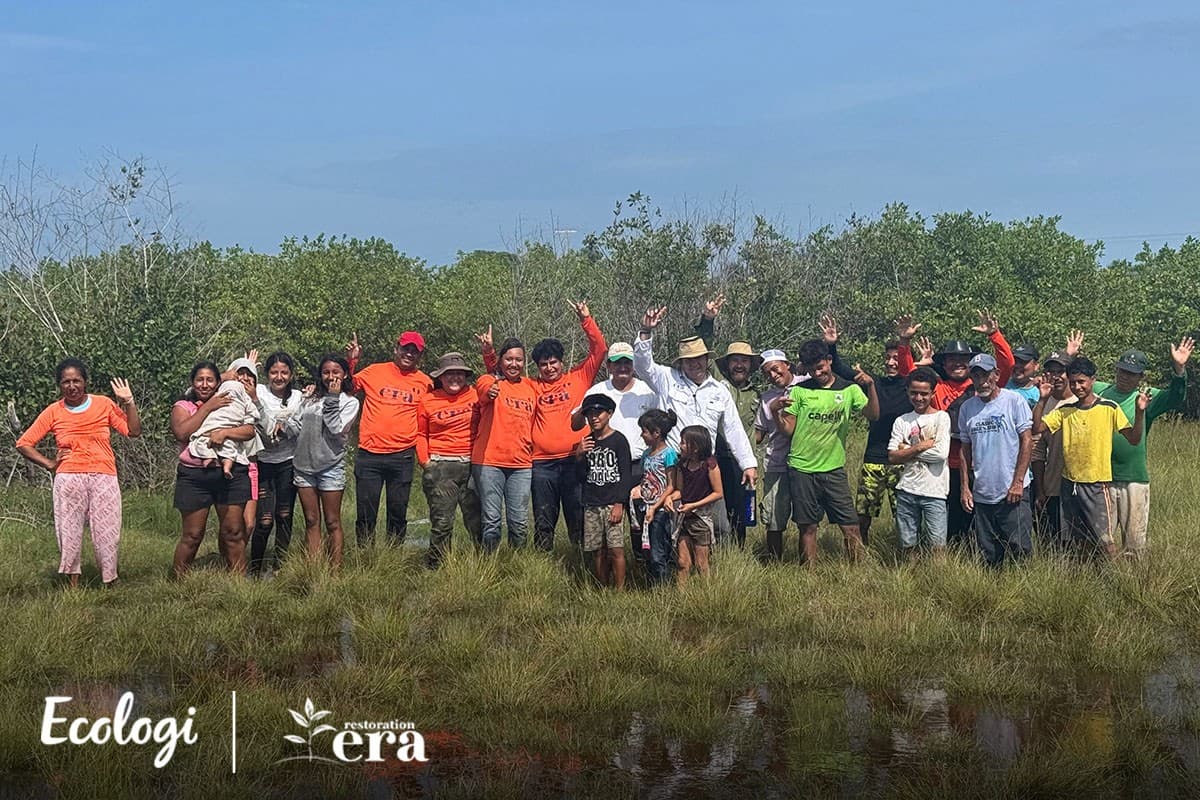 Mangrove restoration in Guatemala