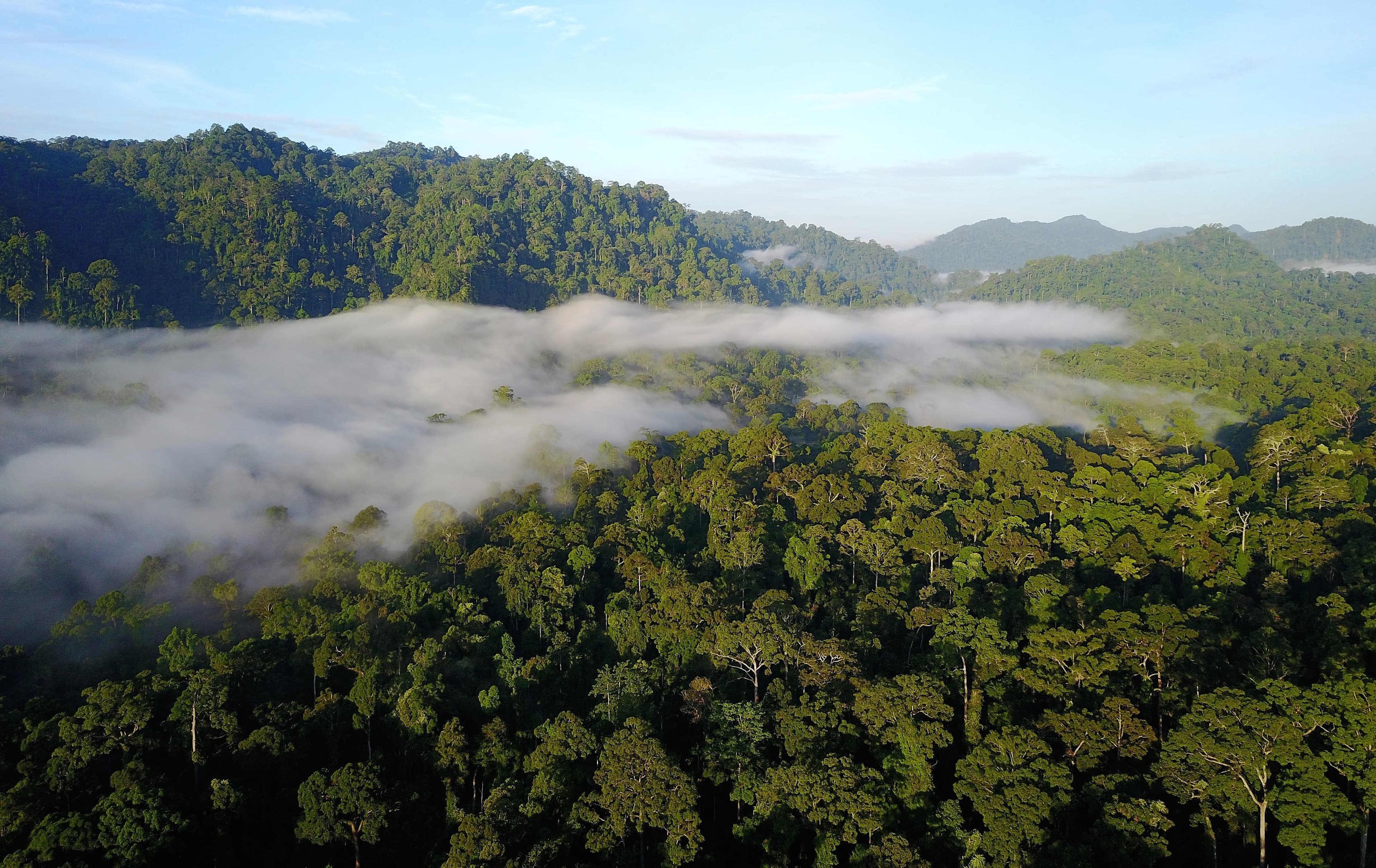 Protecting and conserving rainforests