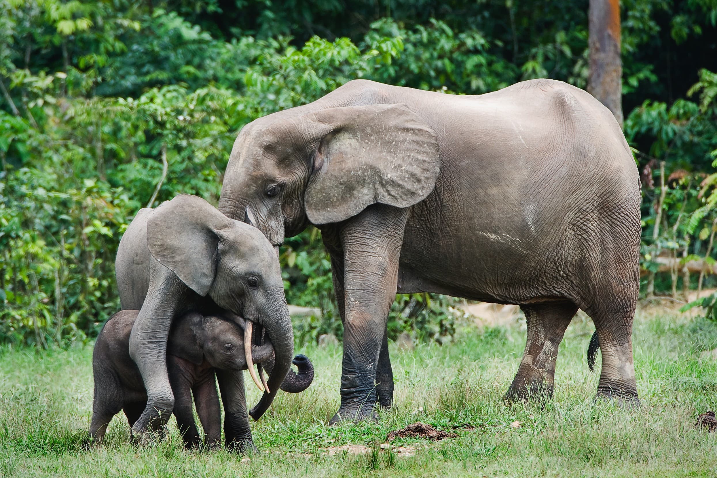 Protecting and conserving rainforests