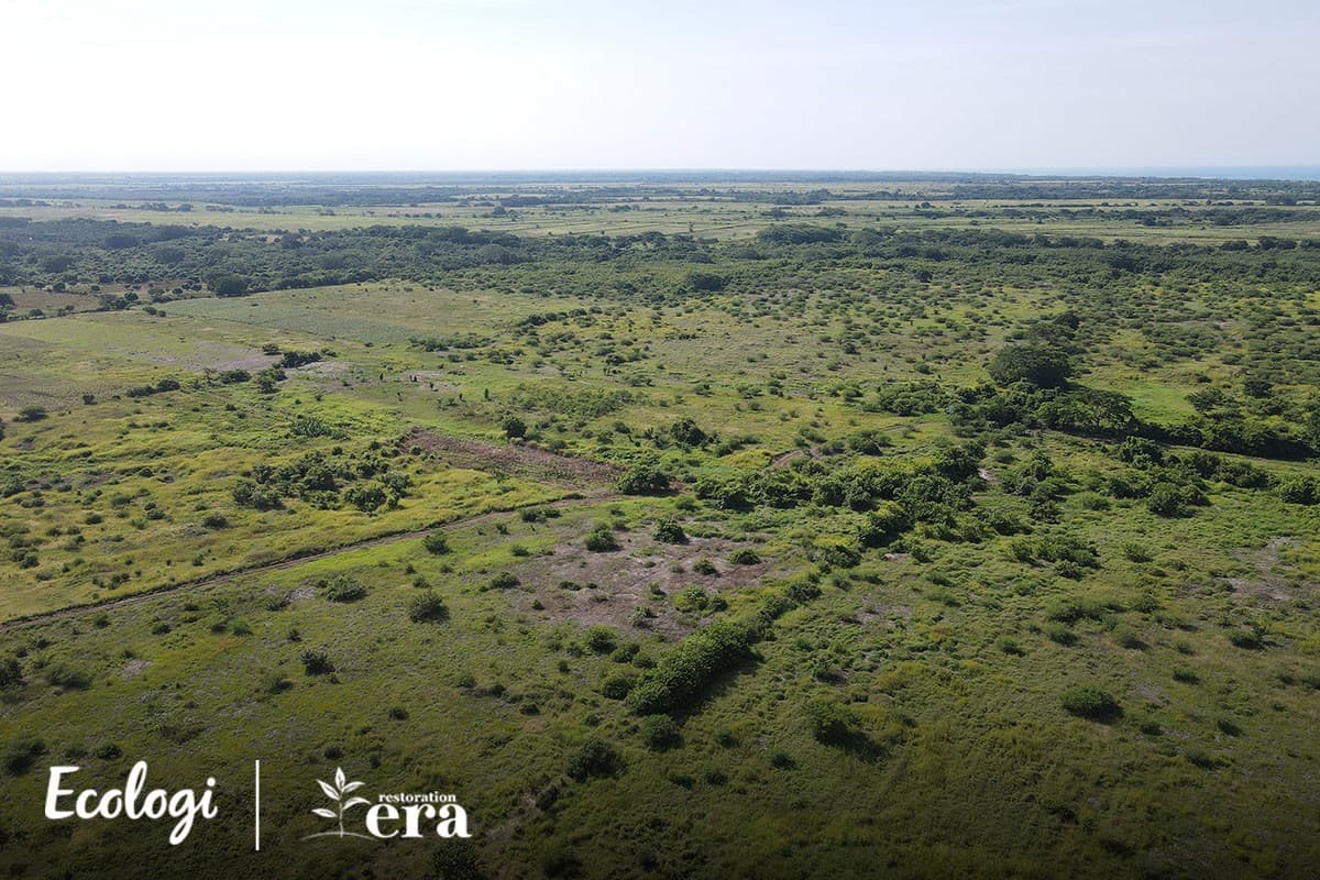 Forest restoration in Guatemala