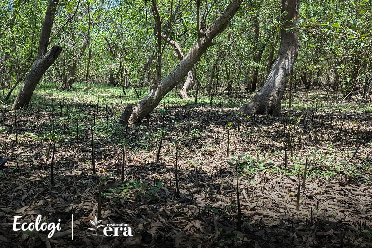 Mangrove restoration in Guatemala