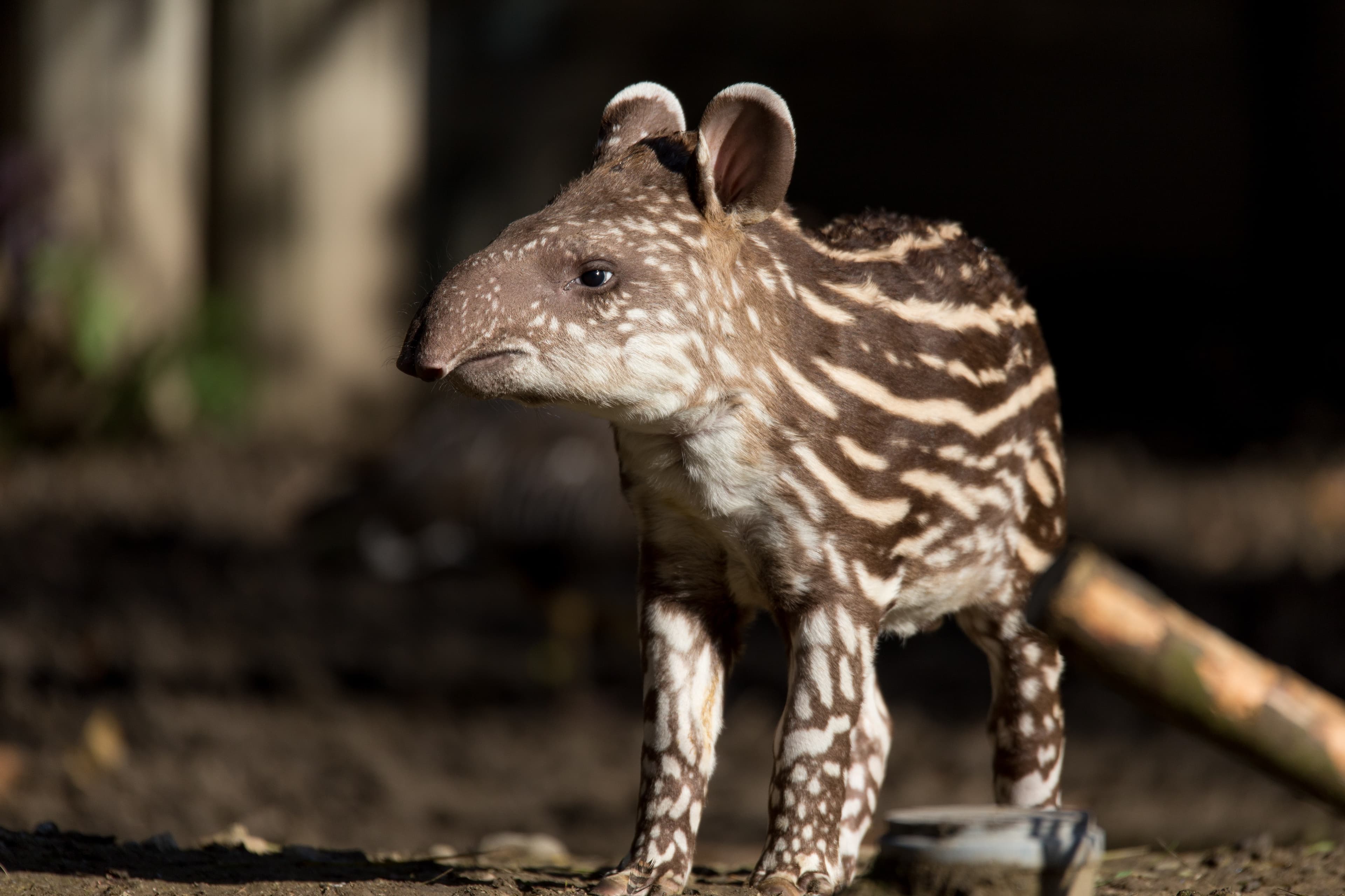 Protecting and conserving rainforests