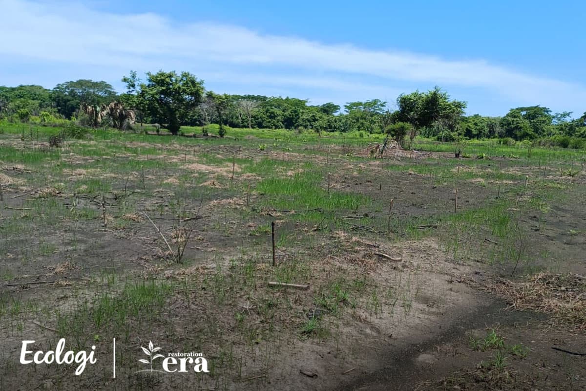 Restoring degraded land through agroforestry in Guatemala