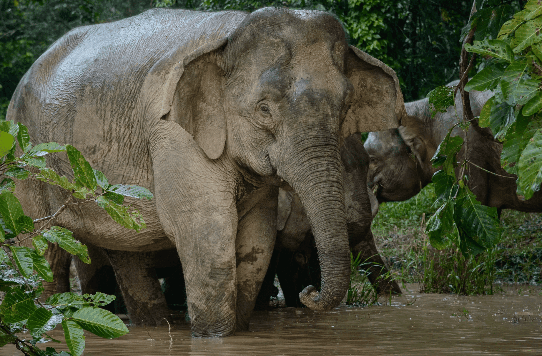 Kuamut Rainforest Conservation, Malaysia