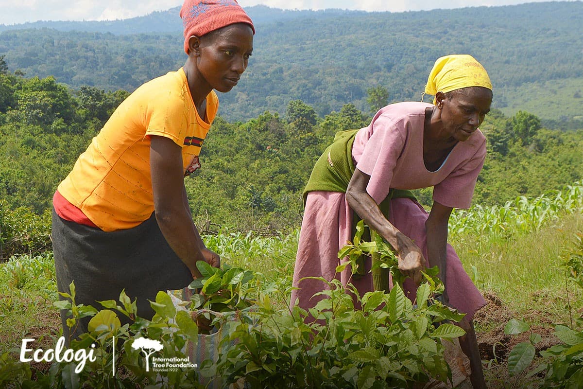 Restoring Kakamega Forest - Phase 4