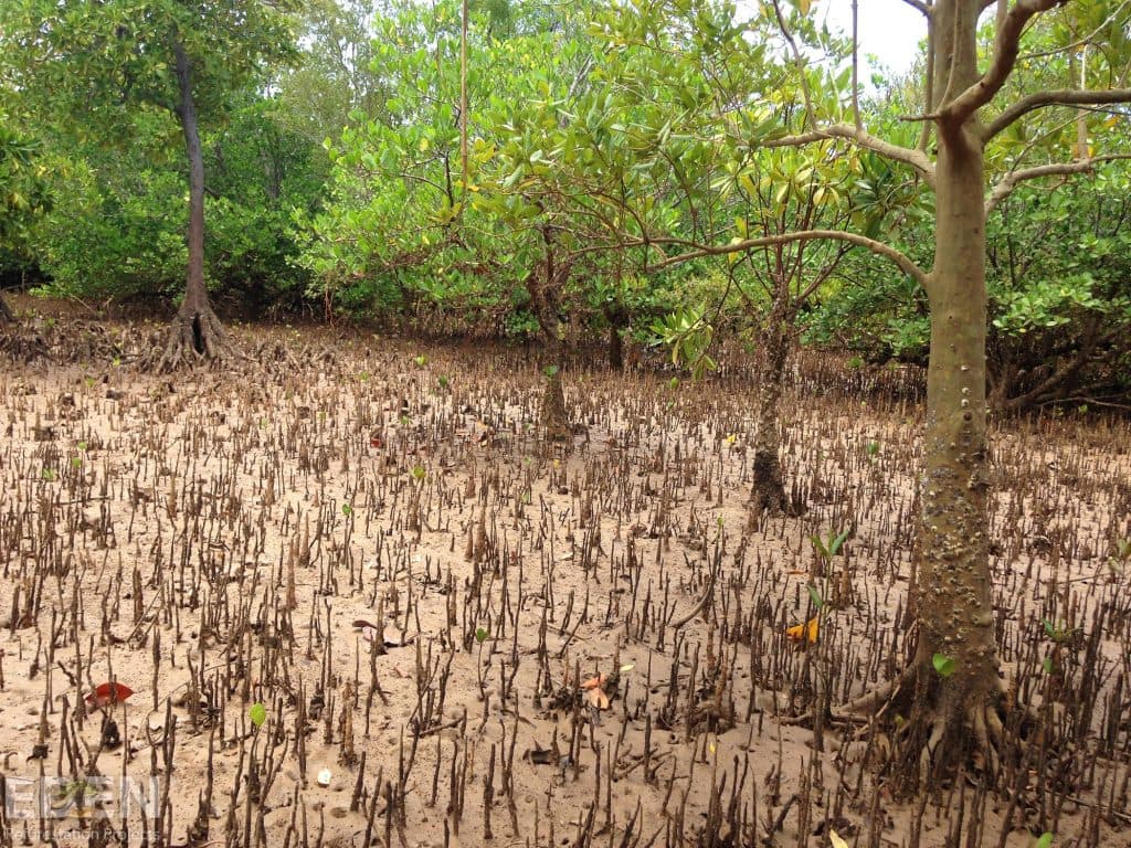 In the mangroves