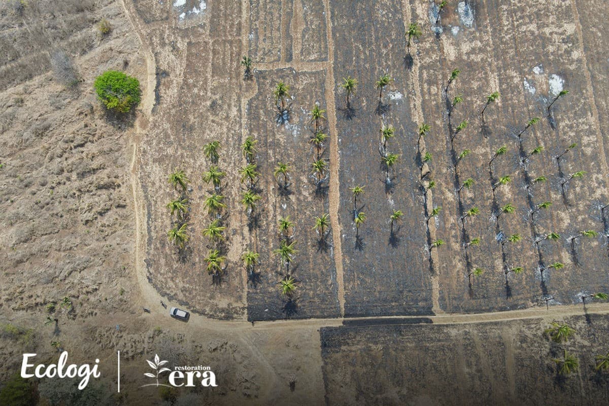 Restoring degraded land through agroforestry in Guatemala