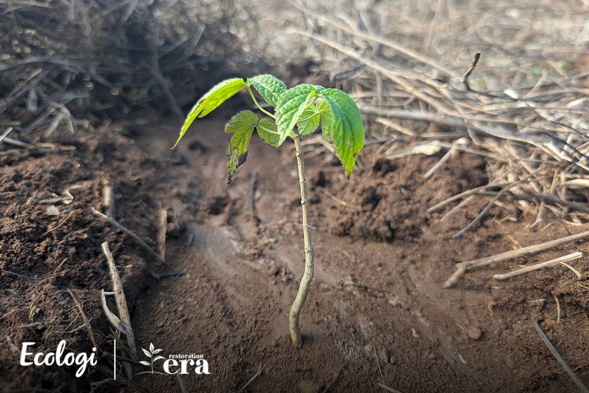 Forest restoration in Guatemala