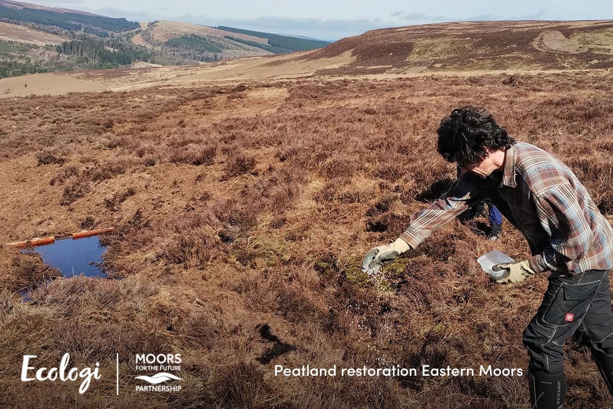Restoring the Eastern Moors