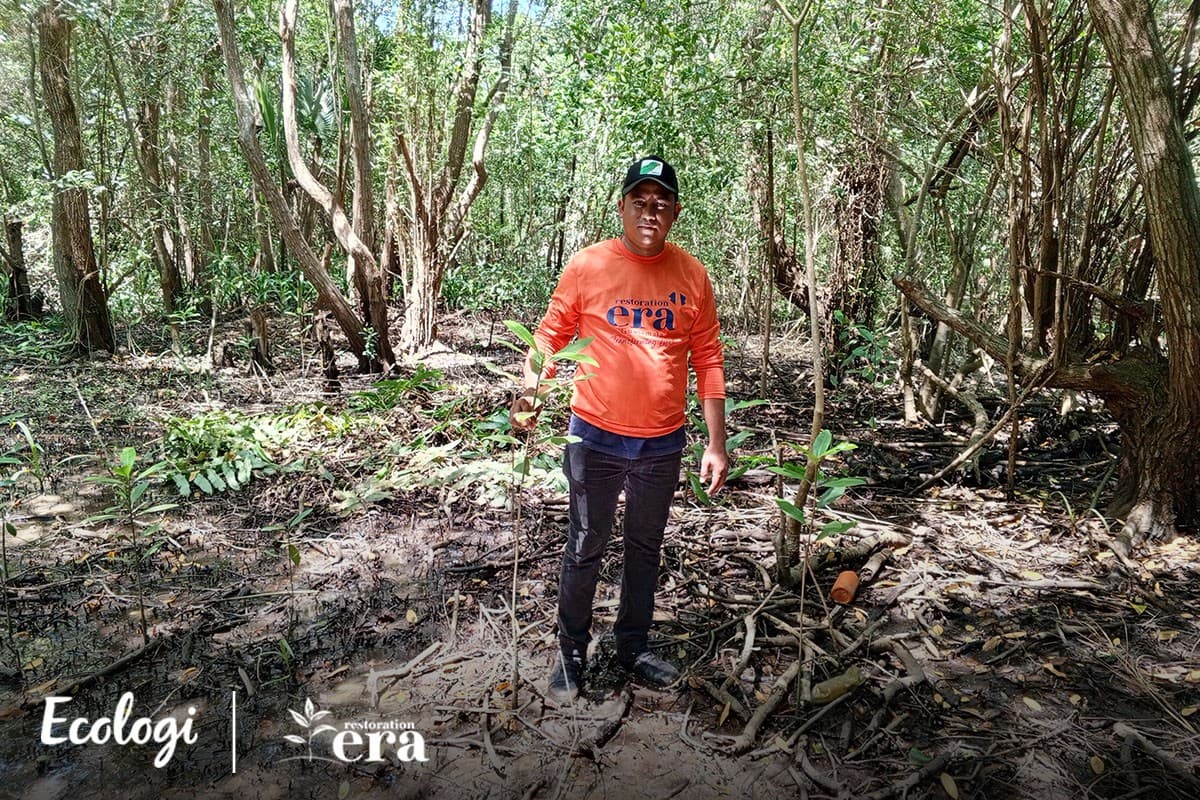 Mangrove restoration in Guatemala