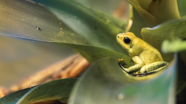 Rainforest Trust is founded