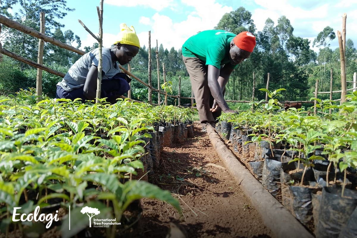 Protecting the Kakamega forest through local agroforestry