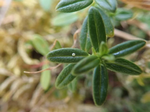 17 Northern Brown Argus eggs found at Dumyat!
