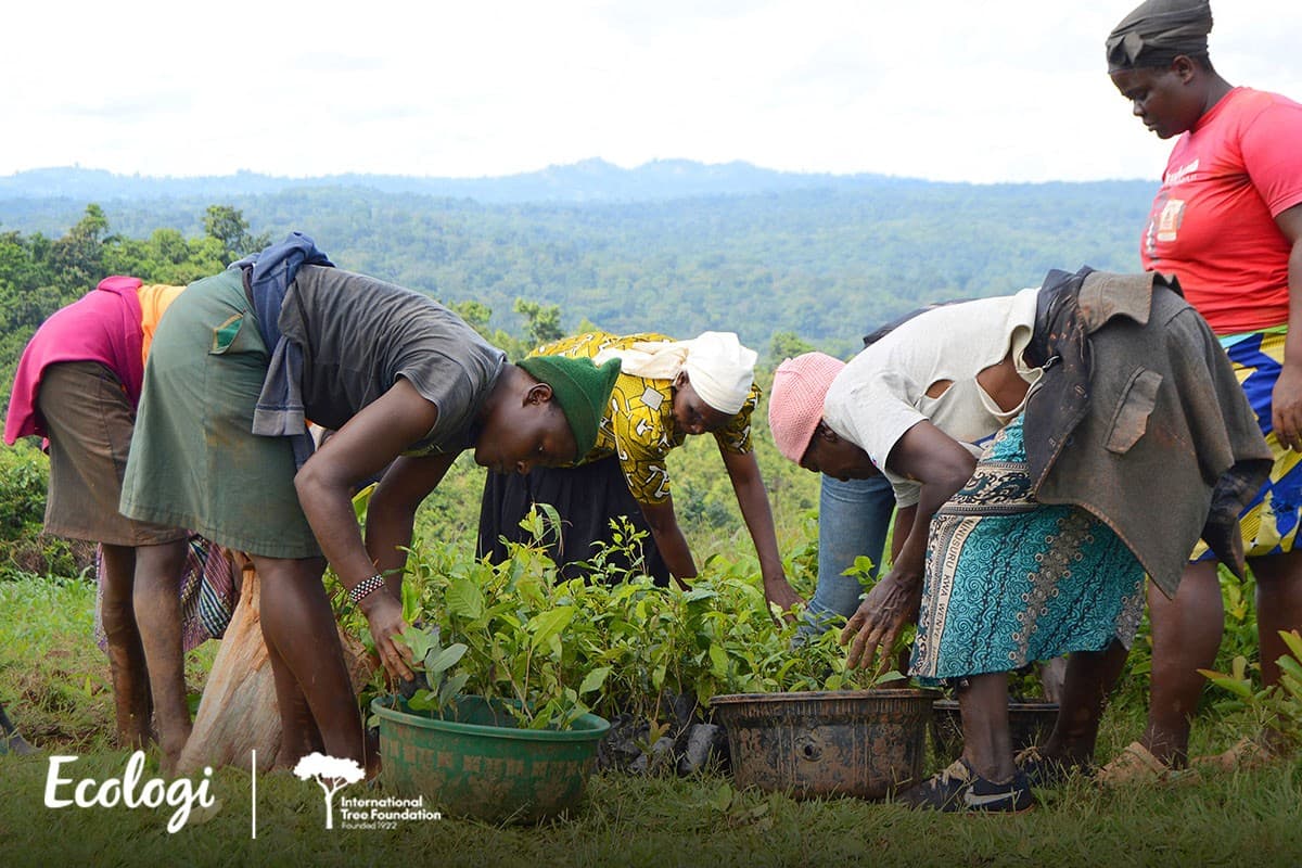 Restoring Kakamega Forest - Phase 4