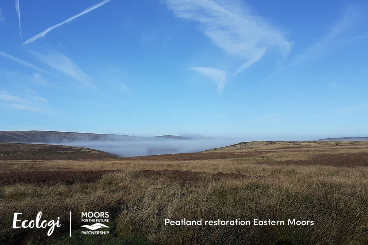 Restoring the Eastern Moors