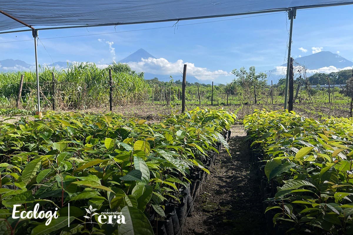 Forest restoration in Guatemala