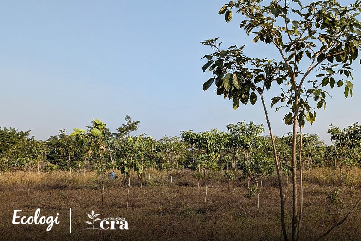 Forest restoration in Guatemala