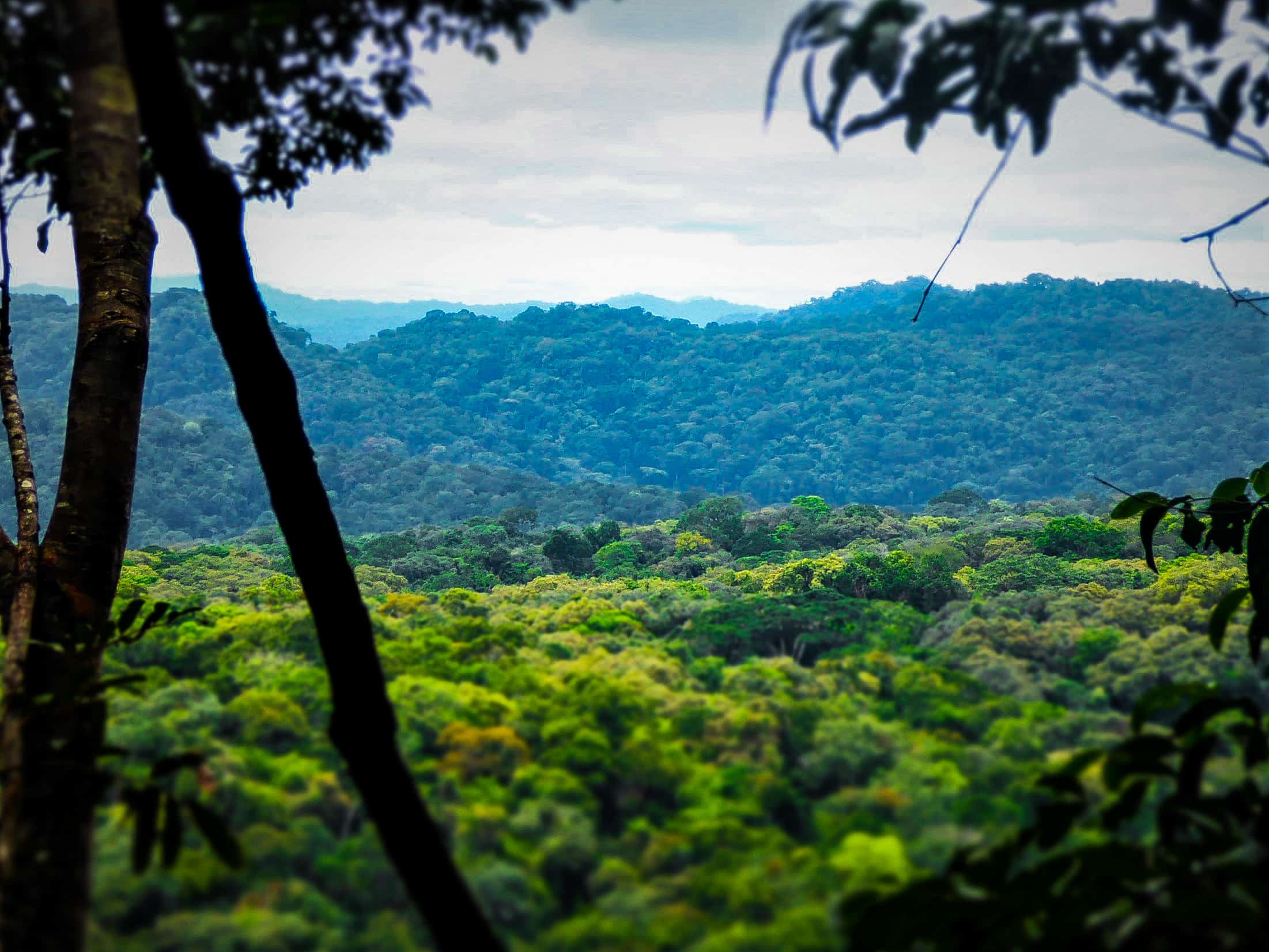 Gola Rainforest National Park Conservation