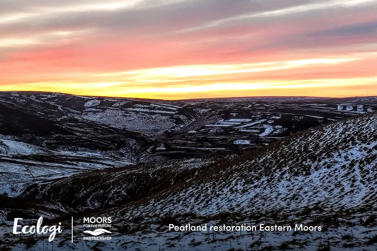 Restoring the Eastern Moors