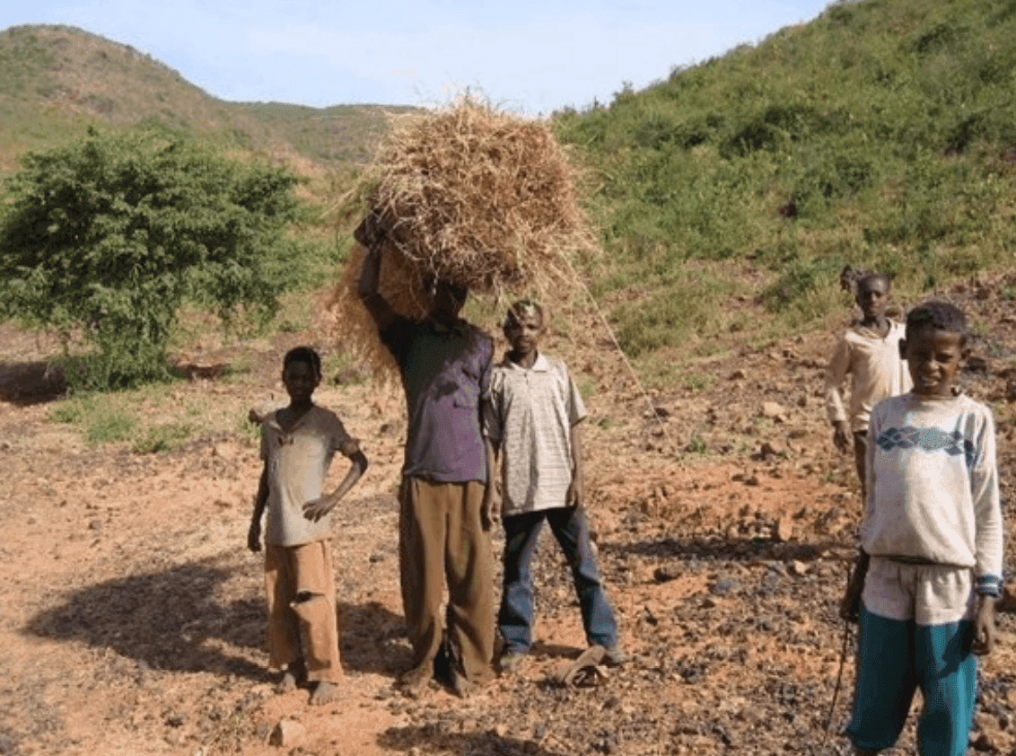 Restoring indigenous trees in the Ethiopian Montane woodlands
