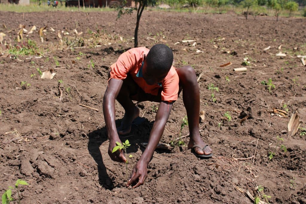Uganda reforestation