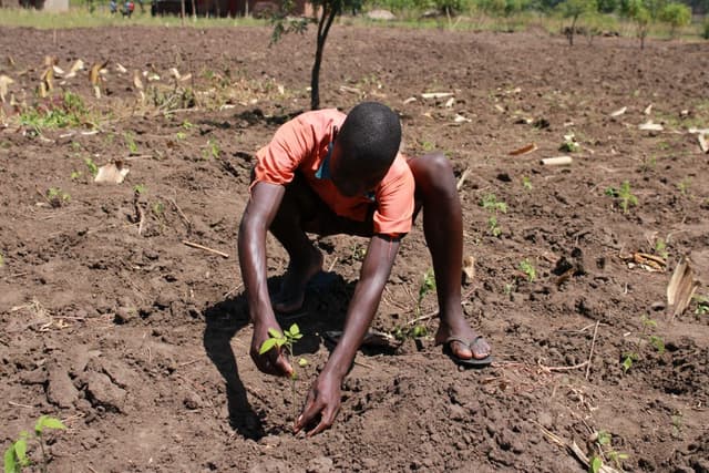 Uganda reforestation