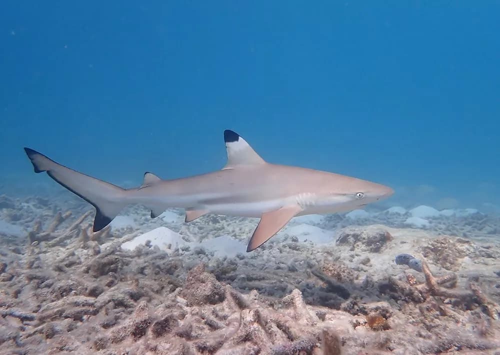 Protecting the coral triangle in Indonesia