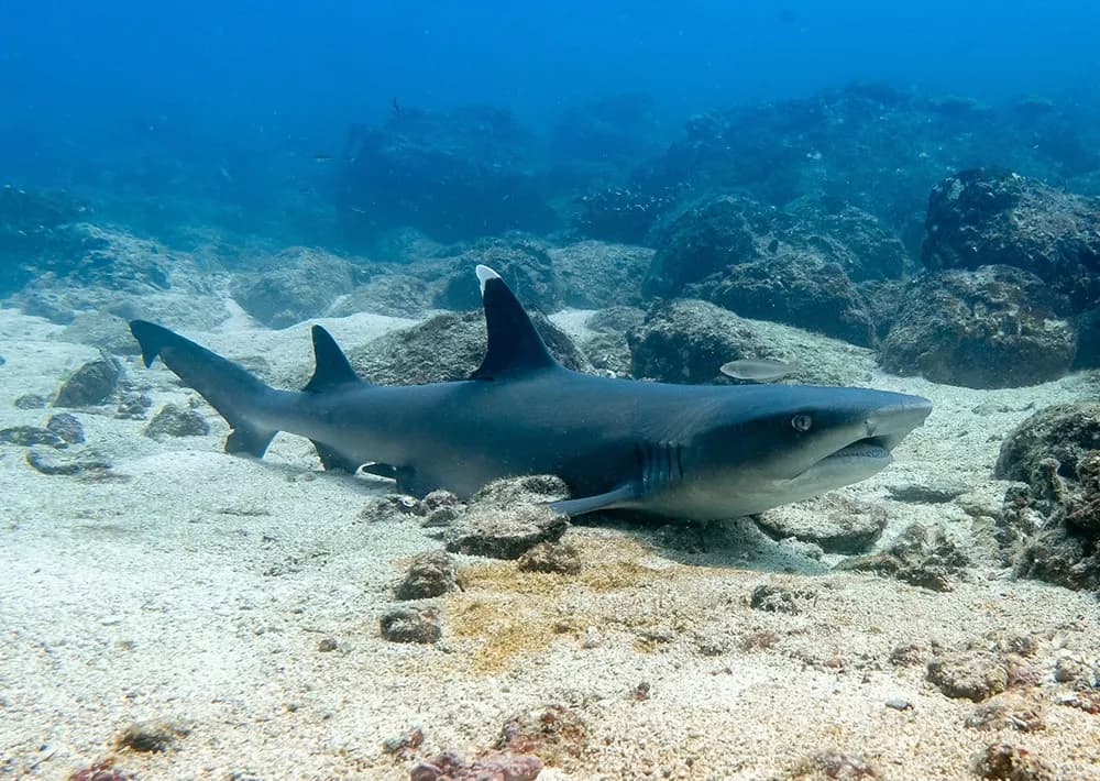 Protecting the coral triangle in Indonesia